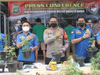 Satuan Narkoba Polres Metro Jakarta Barat Beberkan Pengungkapan Kasus Kebon Ganja Rumahan Hidroponik di Brebes, Jawa Tengah