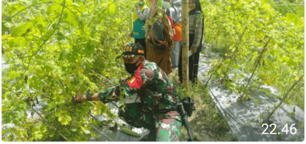 Sertu Agus Subroto Dampingi Ibu PKK Budidaya tanaman Sayuran