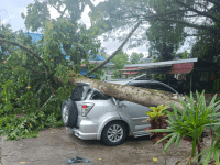 Akibat Angin Kencang, Sebuah Mobil Lagi Parkir Ditimpa Pohon