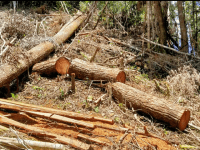 Pelaku Perambahan Hutan Lindung di Melawi Belum Tersentuh Hukum