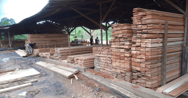 Diduga Perambahan Hutan Secara Ilegal Di Kecamatan Sandai Semakin Marak