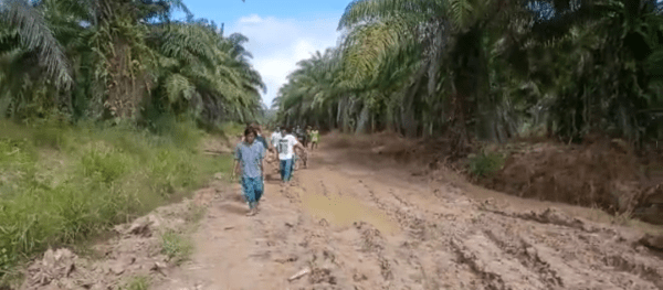 Gubernur Sutarmidji Dan Bupati Sanggau Paolus Hadi berikan penjelasan :  Warga Harus Menandu Orang Sakit 3 Km ,Akibat Akses Jalan Desa Rusak Oleh Perusahaan Perkebunan Sawit Di Sanggau