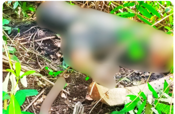5 Hari Hilang, Pria Asal Kecamatan Kubu Ditemukan Tewas Membusuk di Kebun Sawit