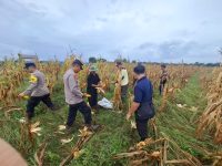 Polsek Matan Hilir Selatan Laksanakan Panen Jagung Hibrida Dukung Swasembada Pangan