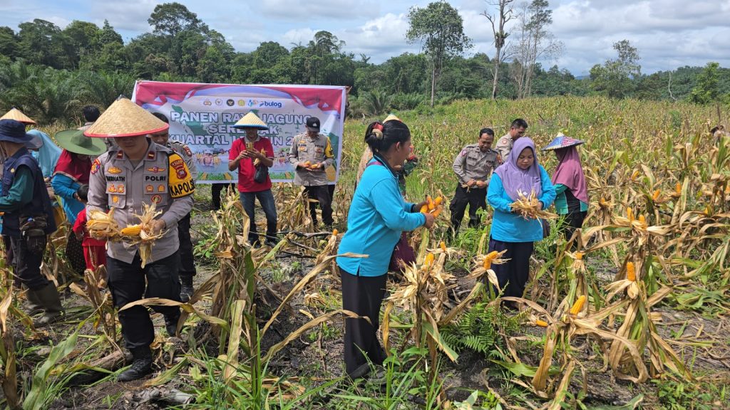 Panen Raya Jagung di Desa Mandor, Bukti Nyata Program 1 Desa 1 Hektar Berhasil