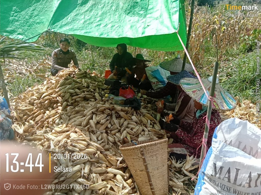 Bintara Pengerak Desa Tembawang Bale Hadiri Panen Perdana