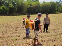 Bintara Penggerak Desa Tunang Pantau Perkembangan Jagung Petani