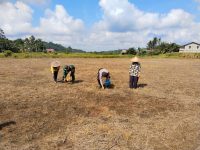 Bintara Penggerak Desa Sei Laki Laksanakan Tanam Jagung Bersama Petani