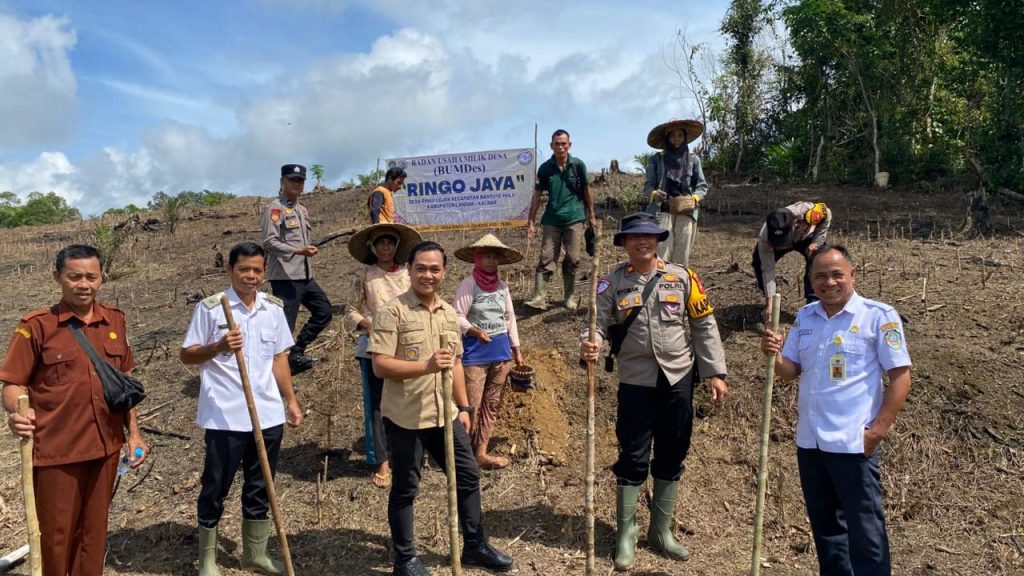 Kapolsek Menyuke Dampingi Camat Banyuke Hulu Tanam Tanam Jagung Ke Banyuke Hulu