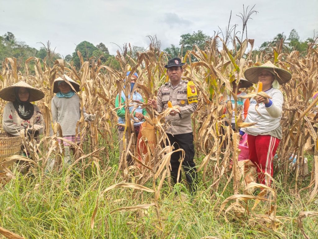 Bintara Penggerak Desa Tunang Hadiri Panen Jagung Bersama Petani