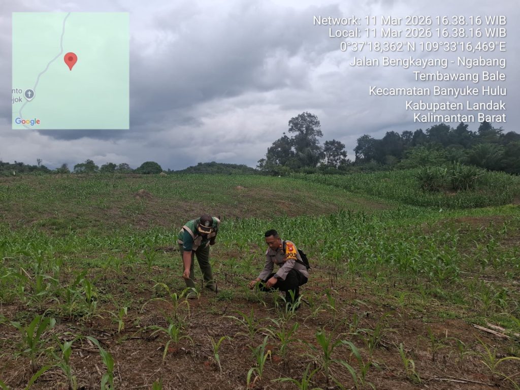 Kapolsek Menyuke Beserta Kepala BPP Banyuke Hulu Lakukan Pengecekan Tanaman Jagung Ke Desa Ringo Lojok