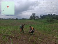 Kapolsek Menyuke Beserta Kepala BPP Banyuke Hulu Lakukan Pengecekan Tanaman Jagung Ke Desa Ringo Lojok