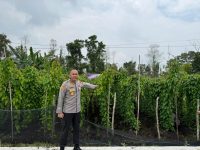 Polda Kalbar Intensifkan Pengawasan Demplot Uwi Ungu, Perkuat Ketahanan Pangan Nasional