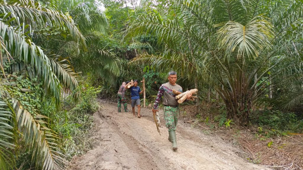 Anggota Satgas TMMD Reguler Ke-128 Membantu Warga Mengumpulkan Kayu Bakar