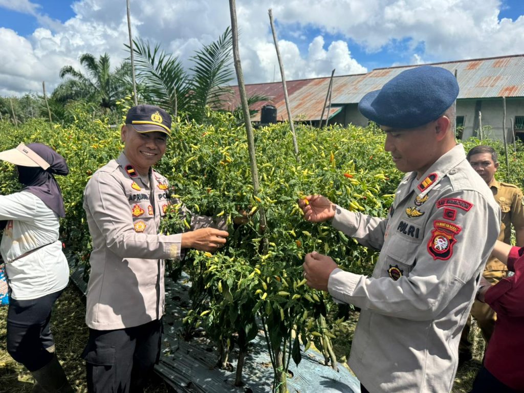 Forkopimcam dan Kelompok Tani Kompak Panen Raya Cabai di Desa Merarai 2