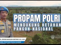 Bidpropam Polda Kalbar bersama Polres Bengkayang Panen Raya Jagung, Polri dan Masyarakat Perkuat Swasembada Pangan Nasional