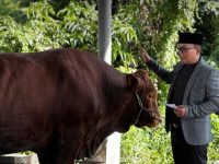 Bupati Sujiwo Sebut 23 Hewan Kurban Pemkab Kubu Raya, Mayoritas Hasil Gotong Royong ASN