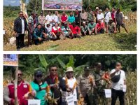 Panen Jagung Hibrida BUMDes Desa Hilir Kantor Tembus 3 Ton, Perkuat Ketahanan Pangan di Landak