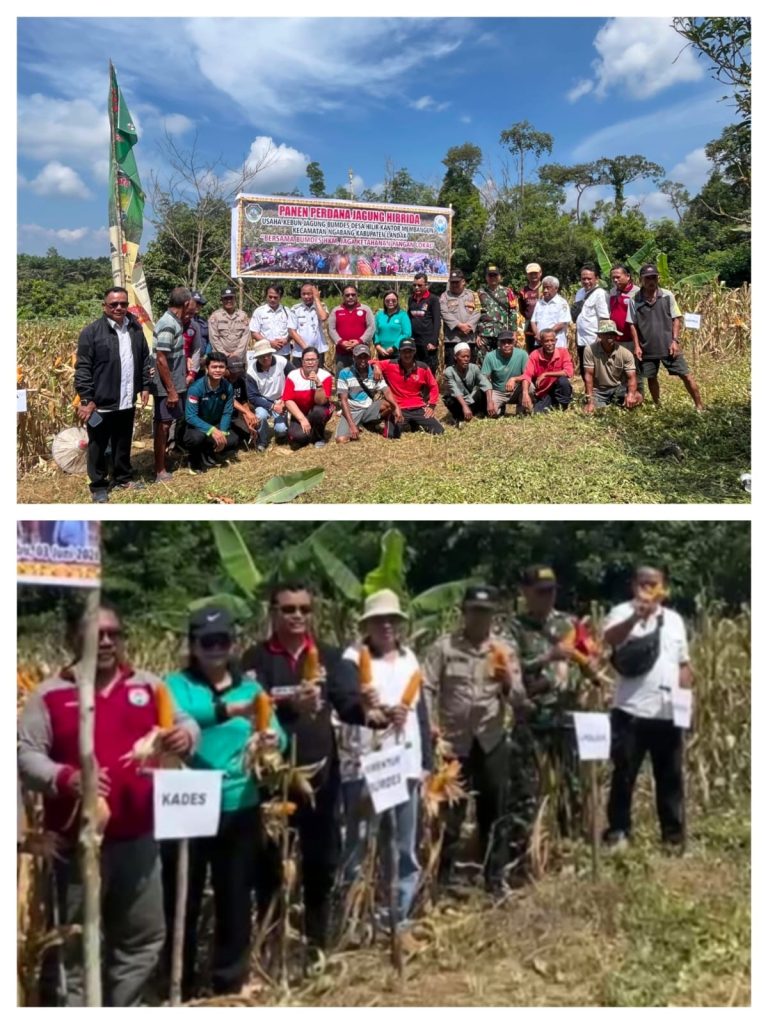 <h4><a href='https://postkotapontianak.com/panen-jagung-hibrida-bumdes-desa-hilir-kantor-tembus-3-ton-perkuat-ketahanan-pangan-di-landak/' title='Panen Jagung Hibrida BUMDes Desa Hilir Kantor Tembus 3 Ton, Perkuat Ketahanan Pangan di Landak'>Panen Jagung Hibrida BUMDes Desa Hilir Kantor Tembus 3 Ton, Perkuat Ketahanan Pangan di Landak</a></h4>