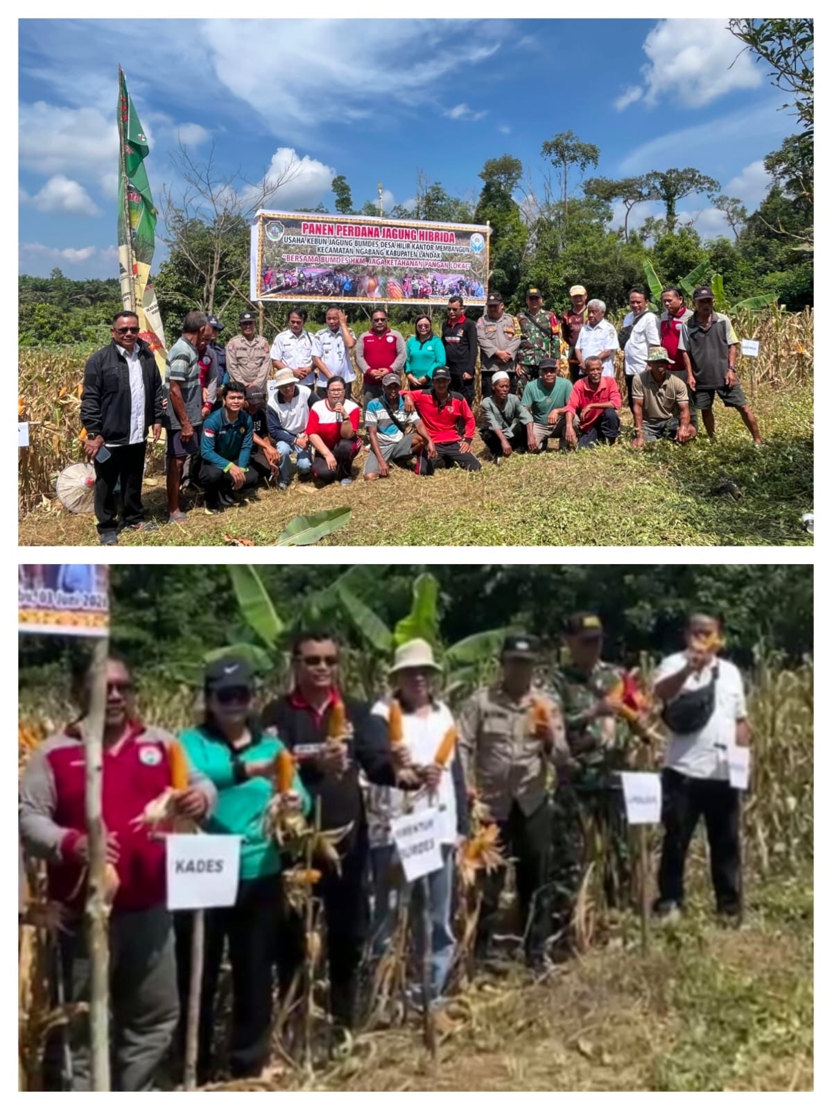 Panen Jagung Hibrida BUMDes Desa Hilir Kantor Tembus 3 Ton, Perkuat Ketahanan Pangan di Landak