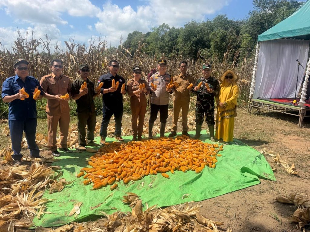 <h4><a href='https://postkotapontianak.com/dukung-program-ketahanan-pangan-nasional-polsek-manis-mata-panen-jagung-hibrida-bumdes-ratu-keramat-di-desa-ratu-elok/' title='Dukung Program Ketahanan Pangan Nasional Polsek Manis Mata Panen Jagung Hibrida BUMDes Ratu Keramat di Desa Ratu Elok'>Dukung Program Ketahanan Pangan Nasional Polsek Manis Mata Panen Jagung Hibrida BUMDes Ratu Keramat di Desa Ratu Elok</a></h4>