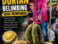Musim Telah Tiba! Saatnya Berburu Durian Belimbing yang Legit di Pasir Palembang Mempawah Timur
